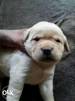 Yellow Labrador Retriever Puppy