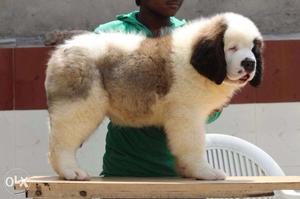 =star kennel==i have good and best st.bernard quality puppy