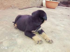 0ne month old rote puppies male 2 puppies 