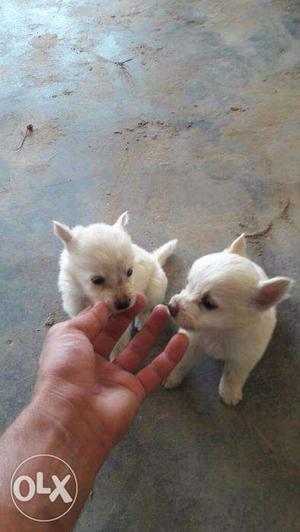 1 month old pamerian pups for sale