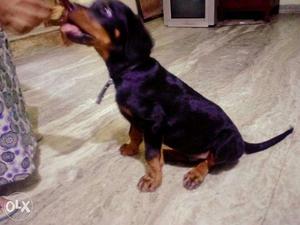 100 Days Old Rottweiler