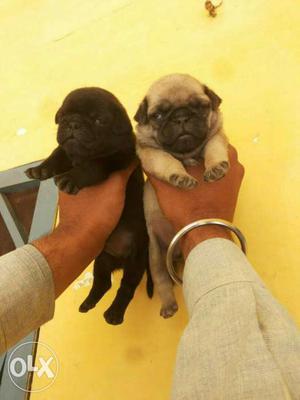 2 Black And Fawn Pug Puppies