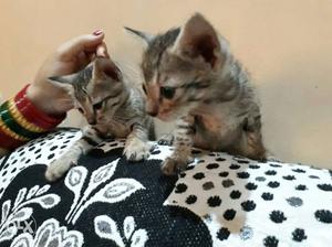 2 male kittens of 1 monts for sale tessa breed..
