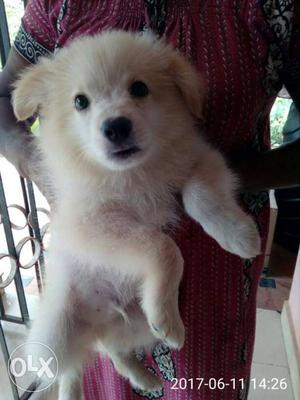 2 months old male Spitz Puppy