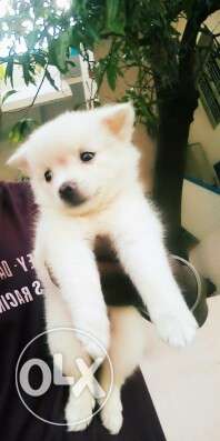 30 days old pomranion puppies available. cantact