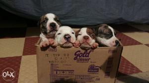 30 days pitbull puppies available