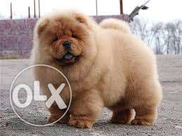 39 days old (CHOW CHOW) for sell in