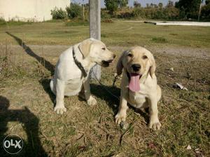 4 month old imported line labra pair for sale