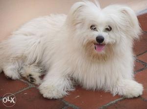 4 years old Shih Tzu Cross Dog For Sale