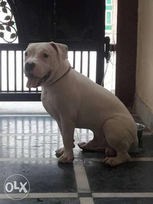 8 months old white colored pitbull male available