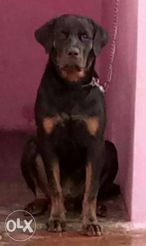 8months Rottweiler dog for sale with kci