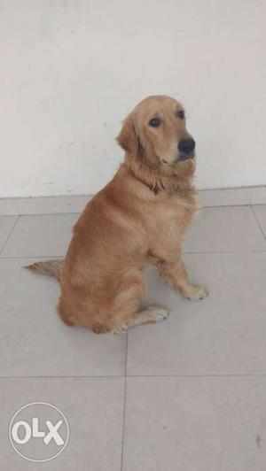 9 months old champion breed very active Golden