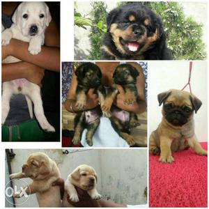 953o Shanu dog store available show quality all breed