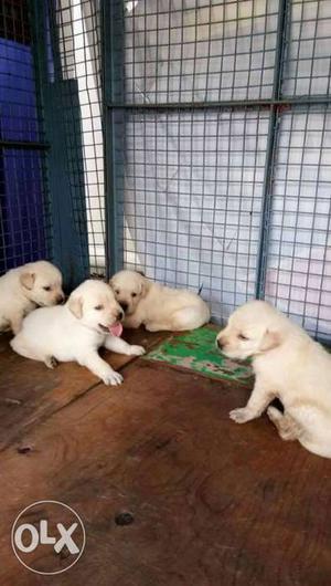 953o Shanu dog store available show quality golden