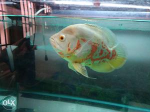 Albino Oscar single fish