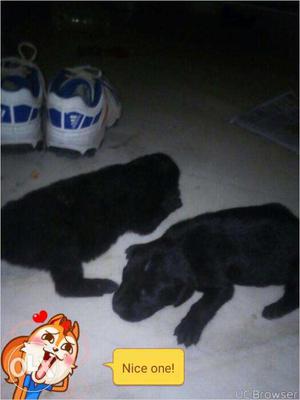 American Labradors pure mail female available..