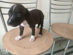 American pitbull female for sell 1 month old full