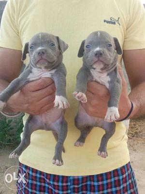 American pitbull male pups available