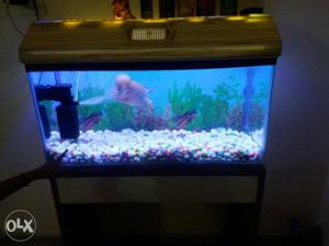 Aquarium filter and stand all item but fish not including