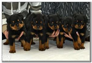 B One Bani* month old Bani* Rottweiler male and female