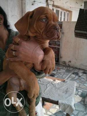 B One nbh month old French Mastiff male and female puppies B