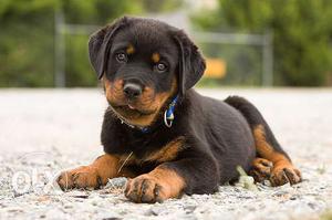 B Today Malv_ offer Malv_ Rottweiler female puppies best