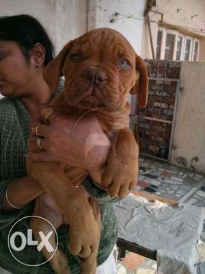B Today nbh offer French Mastiff female puppies best quality