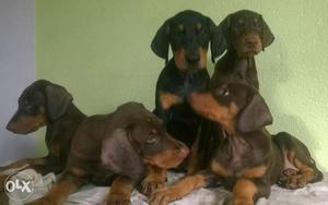 BEST quality Doberman puppy available for sall