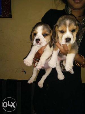 Beagle male female try. color puppy avileble