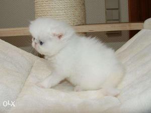 Beautiful Persian kittens and cats Sale all Place for sale