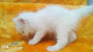 Beautiful Persian kittens and cats Sale all Place for sale.
