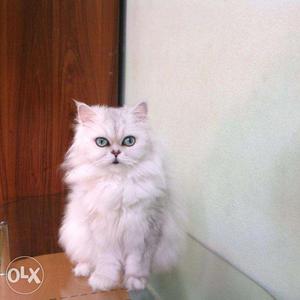 Beautiful Persian kittens and cats Sale all Place for sale.