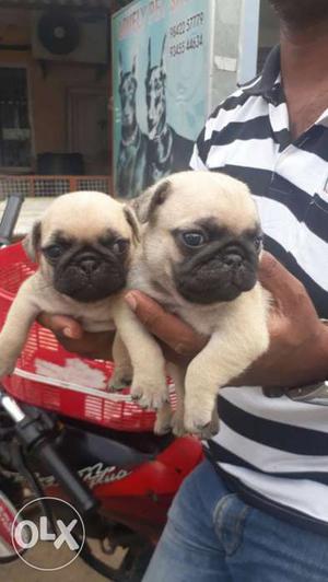Beautiful pug male and female 30 days puppy