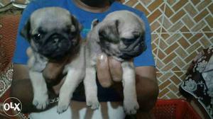 Best import quality vaccinated pug puppies.