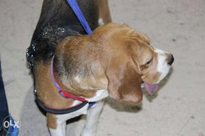 Best of breed jodhpur show  beagle champion