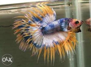 Bettas AAA qlty all verieties available