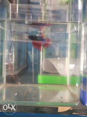 Black And Red Aquarium Fish