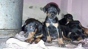 Black And Tan Short Coated Puppies Litter