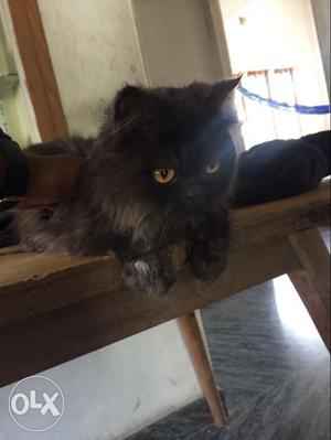 Black Short Fur Cat