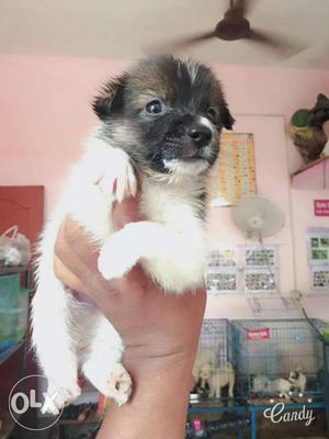 Black and white pomerian puppy for sell at only