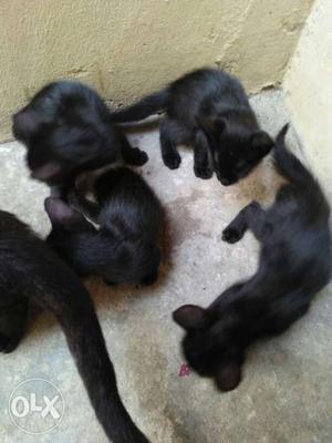 Black mom cat with 4 kittens