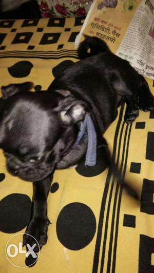 Black pug pup available