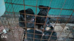 Black pug puppies male only,kci certified