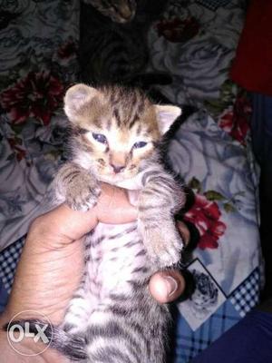Brown bangal cat baby