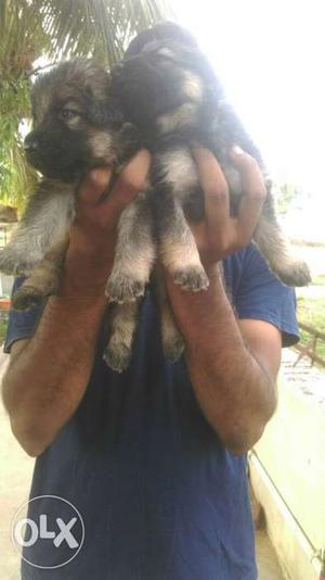 Bush coat Gsd Puppies Available,male,