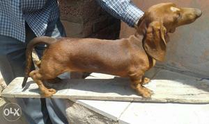 Champion line dashound male available Nipani