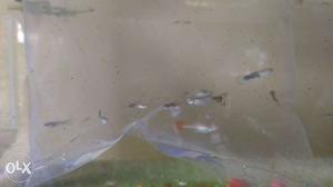 Colourful home breed guppies for sale. 15rs per pair