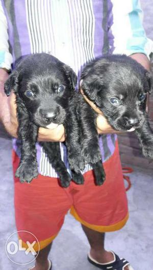 Cute cute black lab pups available
