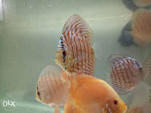 Discus fish mix variety for sell size 3 to 4