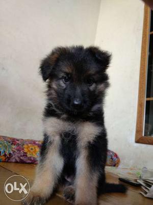 Double coated 45 days old German Shepherd Puppy